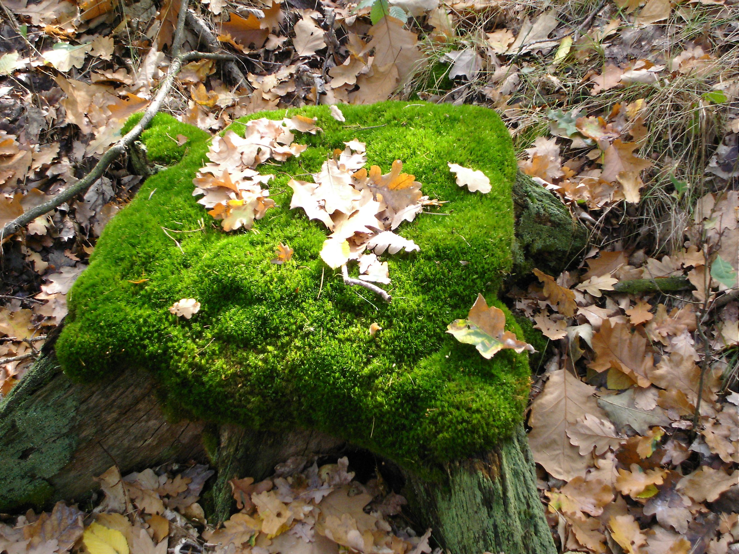 Namensforschung